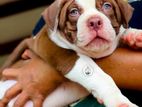 American Bully XL Puppies