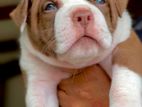 American Bully XL Puppies