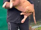 American Bully XL