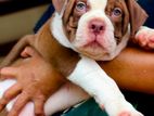 American Bully XL Puppy