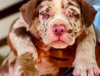 American bully XL