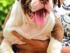 American Bully XL