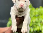 American Bully XL