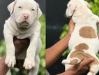 American Bully XL