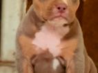 American Bully XL