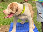 American Bully Xl