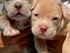 American Bully Xl Puppies