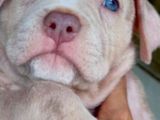 American Bully XL