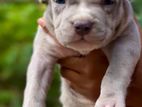 American Bully XL