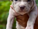 American Bully XL