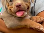 American Bully XL
