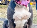 American Bully XL for Crossing