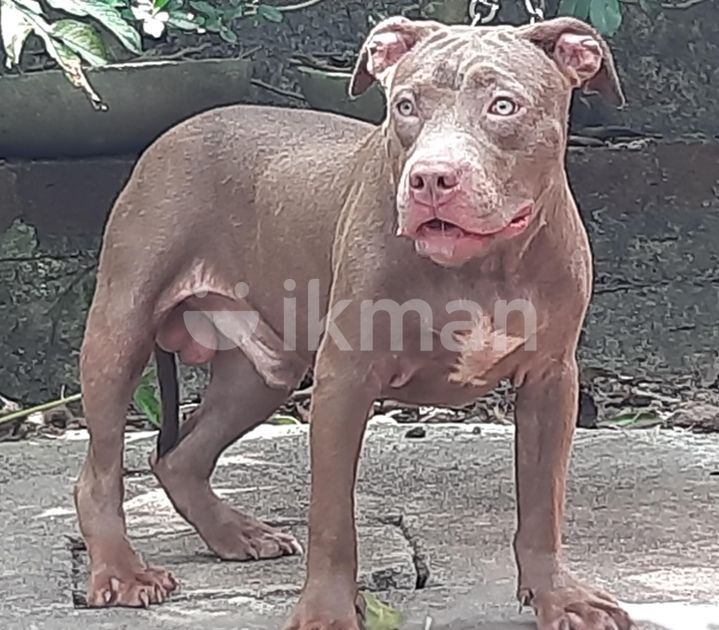 American Bully XL Puppies in Gampaha City ikman