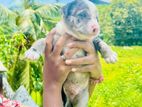 American Bully Xl