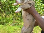 American Bully xl