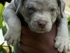 American Bully XL