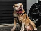 American Bully XL For Crossing