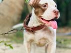 American Bully Xl Dog