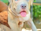American Bully XL