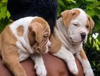 American bully xl