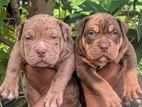 American Bully XL