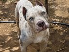 American Bully Xl
