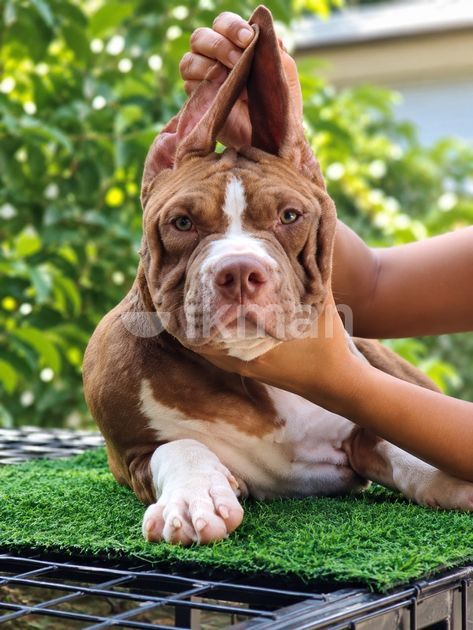 American Bully Xl for Sale in Ratnapura City | ikman