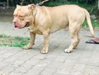American Bully XL For Stud