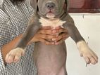 American Bully XL Imported Bloodline