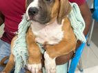American Bully XL