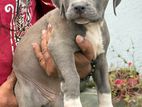 American Bully Xl Puppies