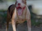 American Bully Xl Male Crossing