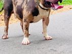 American Bully XL Male Dog for Crossing