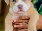 American bully XL Male Puppy