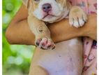 American Bully XL Male