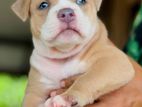 American Bully XL Male