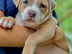 American Bully XL Male