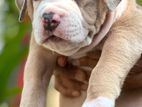 American Bully XL Male Puppies