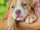 American Bully XL Male Puppy