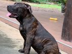 American Bully XL Male Puppy