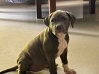 American Bully