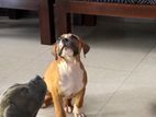 American Bully XL