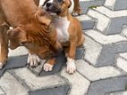 American Bully Xl