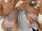 American Bully XL Puppies
