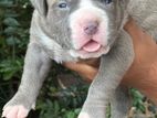 American Bully Xl Puppies