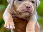 American Bully XL Puppies