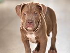 American Bully XL Puppies