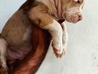 American bully XL Puppies