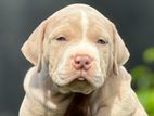 American Bully XL Puppies