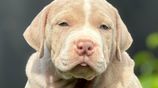 American Bully XL Puppies